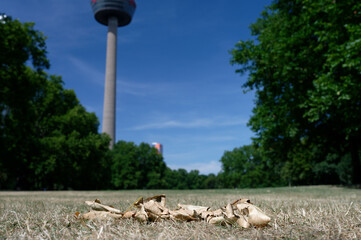 dried leaves on withered lawn in a park in cologne in summer 2022