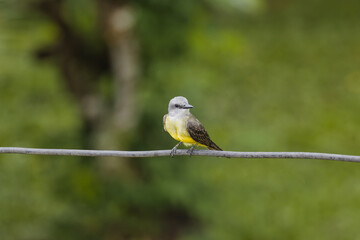 Tropical kingbird. Tyrannus melancholicus