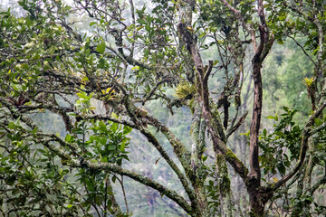 branches with leaves and moss