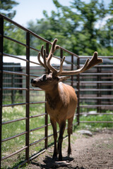 Elk with velvet antlers in pen