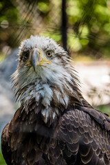 American Bald Eagle Portrait 