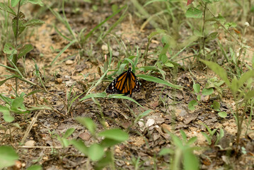 butterfly on leaf