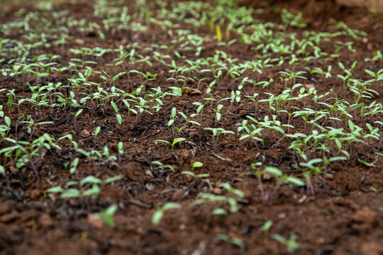 Seedlings
