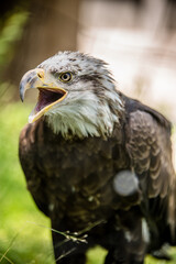 American Bald Eagle Portrait 