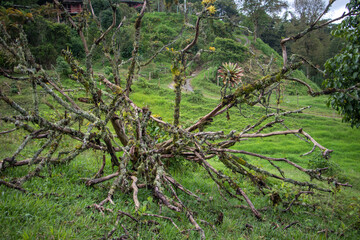tree branches and moss in the field