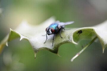 Common green bottle fly