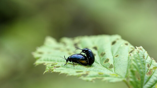 Alder Leaf Beetles Having Sex