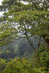 trees in the rain forest