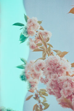 Cherry Blossoms on Expired Film