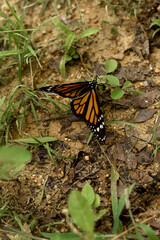 butterfly on a leaf
