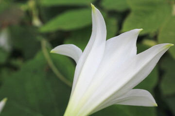 道ばたに咲く野花、ユリ