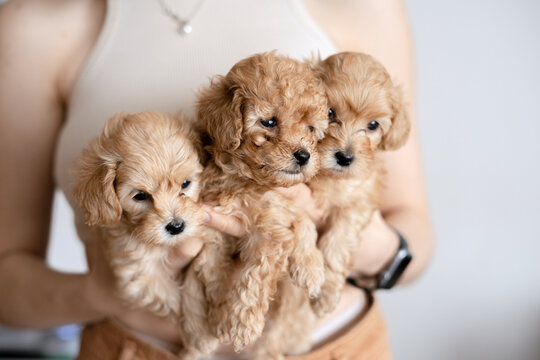 Woman holding three cute newborn maltipu puppies
