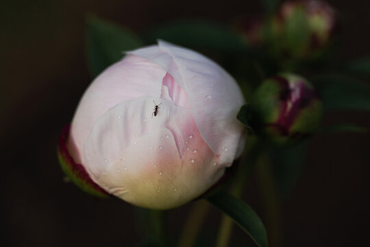ant on a delicate peony bud