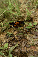 butterfly on leaf