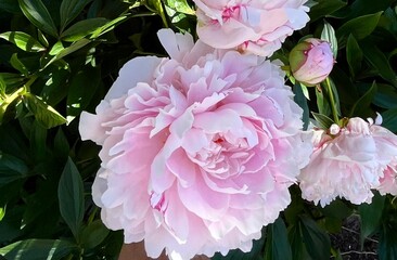 Pale Pink Peonies in full bloom