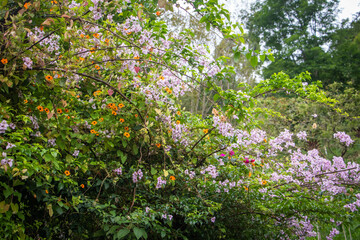 Fototapeta na wymiar colorful flowers in the garden