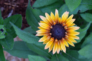 Yellow Mandala Coneflower 01