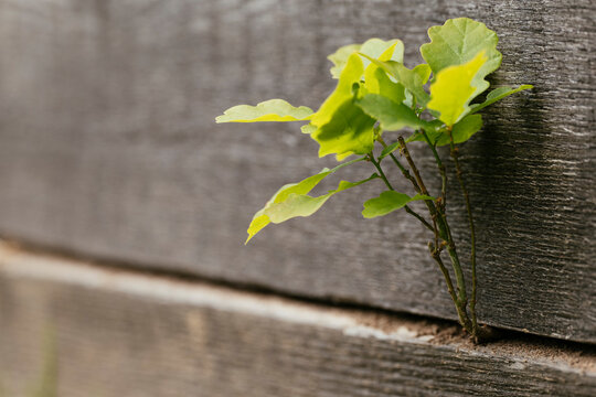 Oak Seedling In Crack