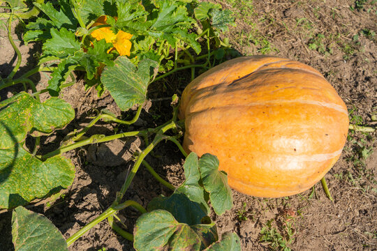Calabazas plantadas en un huerto.