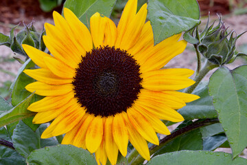 Yellow Sunflower Mandala 02
