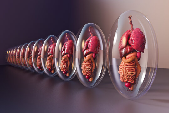 Body organs