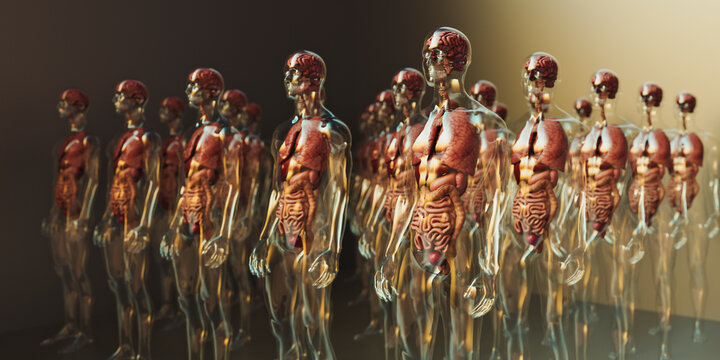 Body organs