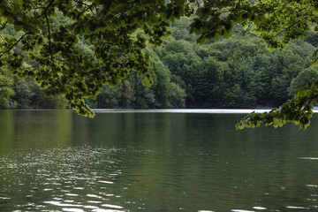 Green trees by a lake