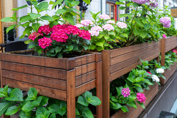 Flowering hydrangea bushes in wooden boxes. Purple and pink flowers of garden hydrangea in drops after rain. Decoration of the garden plot, cafeteria, landscape design