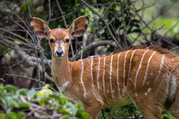 A young Nyala