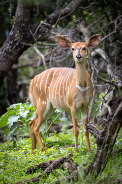 A young Nyala