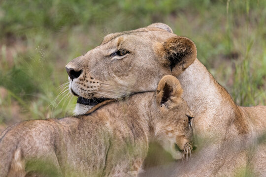 Lioness with cub