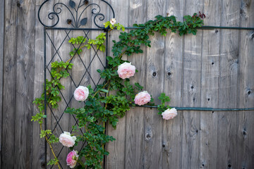 Fototapeta na wymiar Curly rose on a wooden fence.