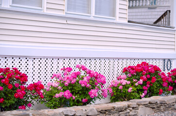 Lush flowering of rose bushes at the porch of the house. Summer view.
