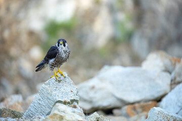 Falcon portrait. Peregrine falcon, Falco peregrinus, perched on stone in kaolin mine. Majestic bird of prey in natural habitat. Wildlife nature. Well-respected falconry bird. Fastest animal in world.