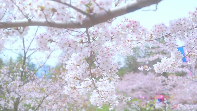 お城の中の桜まつりの桜　春　日本　