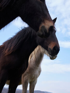 Close up of farm horses standing and looking to the side.