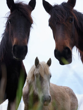 Group of farm horses looking at camera very deeply.