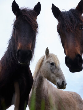 Group portrait of horses looking at camera with a familiar expression.