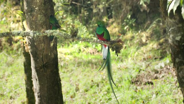 a female resplendent quetzal builds a nest hollow in a tree while its mate watches on in a cloud forest of costa rica