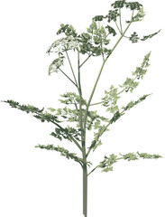 Front view of Plant (Daucus Carota 2) Tree illustration vector	
