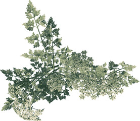 Top view of Plant (Daucus Carota 2) Tree illustration vector	
