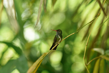 hummingbird