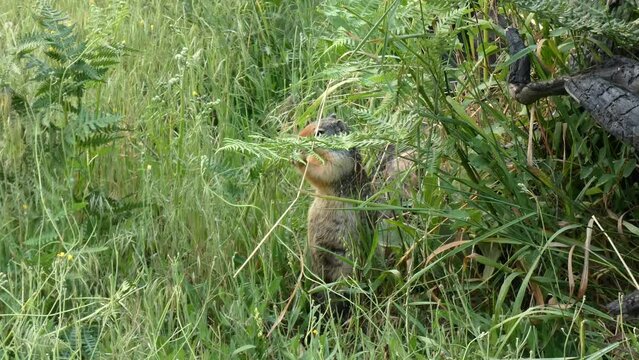Squirrel big stretch to select favorite greens LOOP