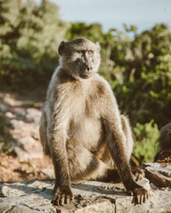 Baboon