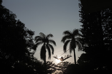 silhouette of trees