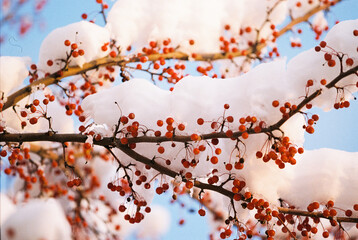 Snow and Berries