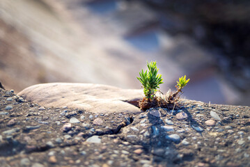 inspirating close up photo of a small sprout breaking through a stone
