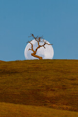 full moon and tree