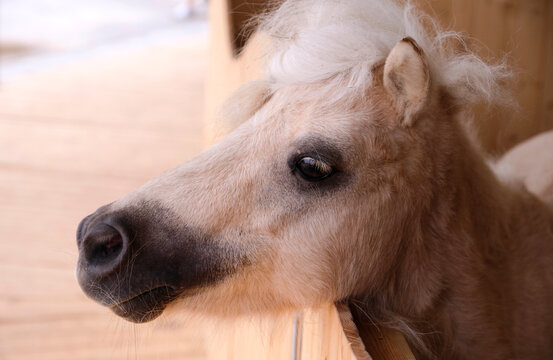 Closeup cute pony
