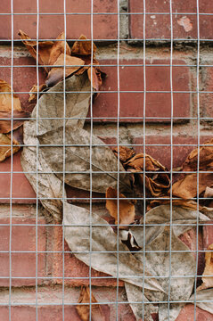 Brick old fence with leaves